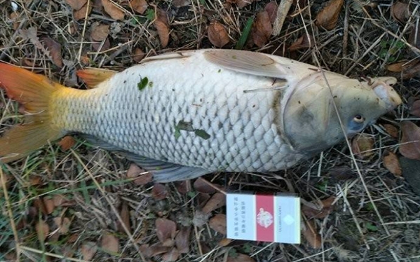 用玉米粒饵，总跑鱼？如果你没忽视这3点，那就偷着乐吧