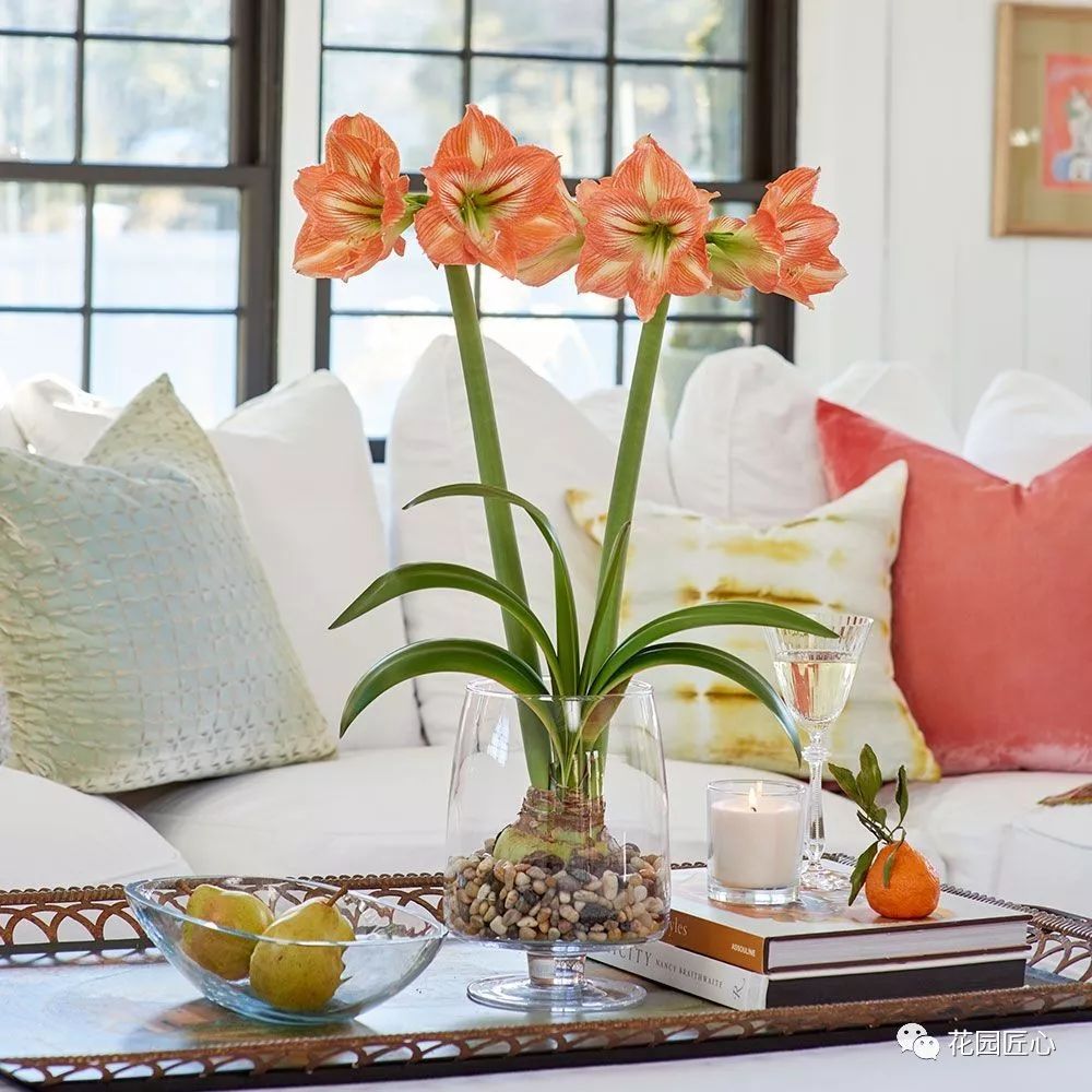 朱顶红为什么老是烂球,怎么才能让朱顶红不生小球