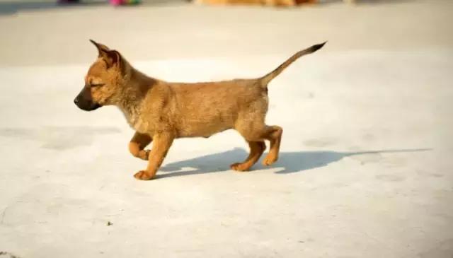 遇见流浪动物怎么办,遇见流浪狗怎么救助