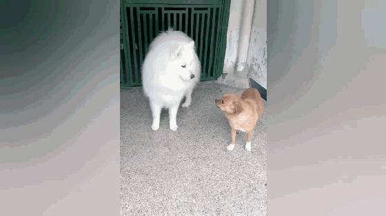 萨摩耶和田园犬一般哪个体型更大,萨摩耶和中华田园犬的关系很好