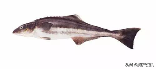 40种常见淡水鱼,45种常见海鱼名称