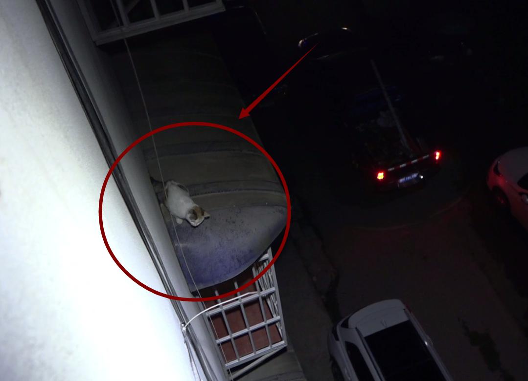 消防员破墙救援被困小猫,喵星人被困天井消防员成功救援