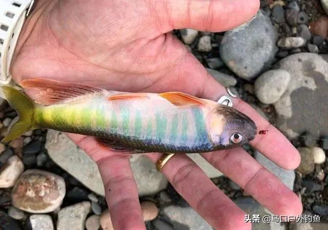 钓马口鱼的最佳方法路亚,路亚溪流钓马口鱼的最佳方法