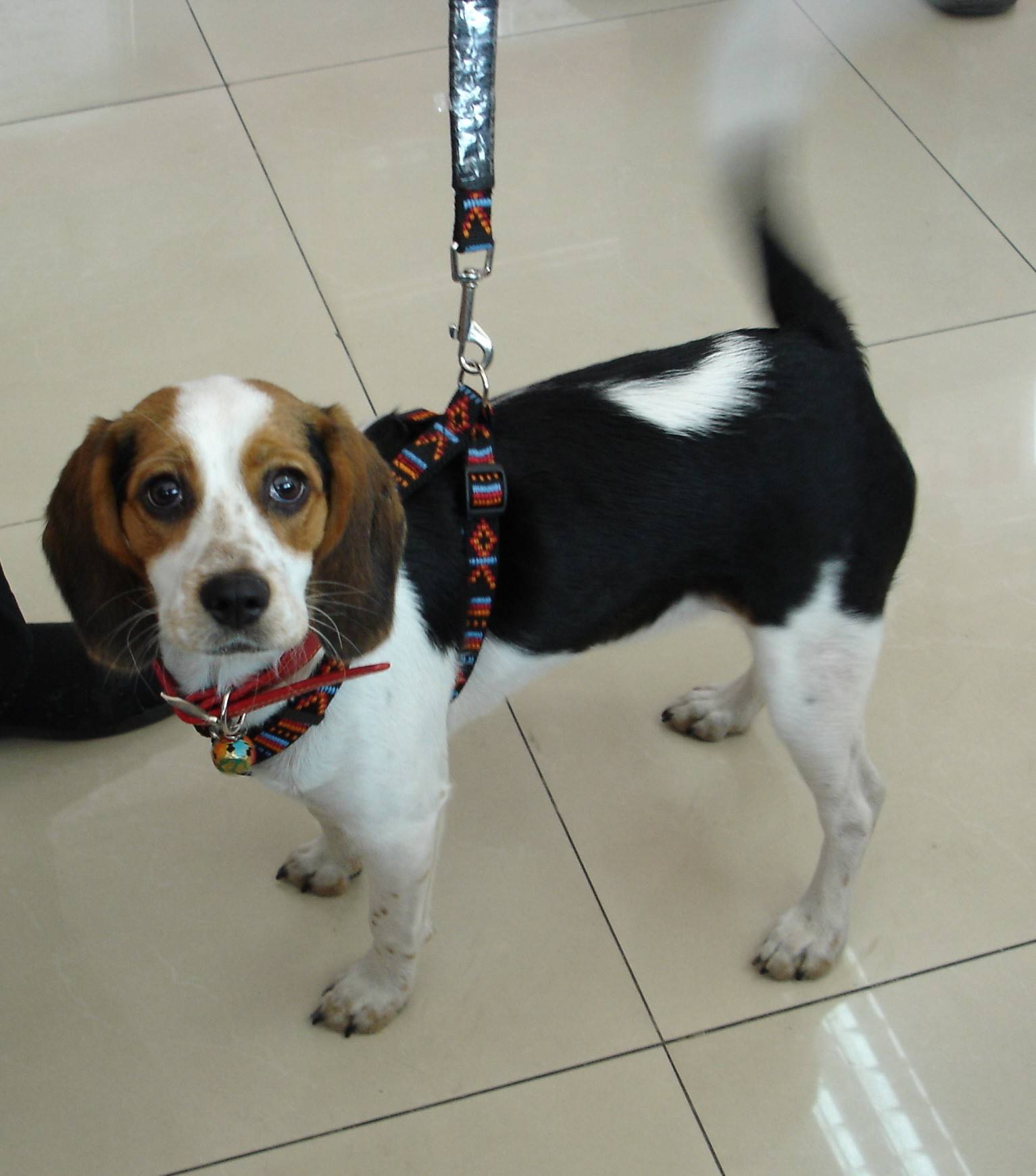 狗狗项圈对狗狗有害处吗,狗狗项圈太紧会造成气管塌陷