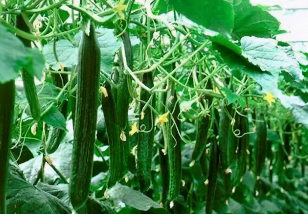 现在大棚黄瓜如何管理,大棚黄瓜怎样管理