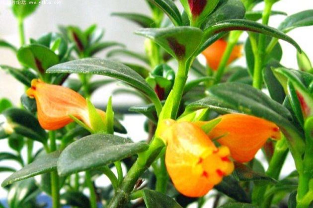 金鱼吊兰冬天需要天天晒太阳吗,金鱼吊兰立冬怎样剪枝冬天能开花