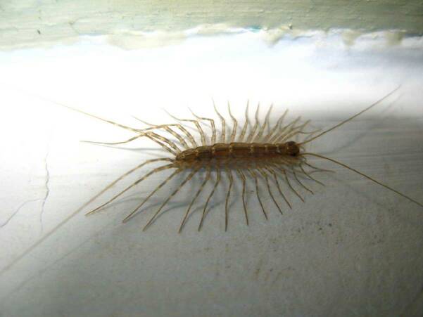 中国稀有动植物名称及分布,中国植物动物介绍