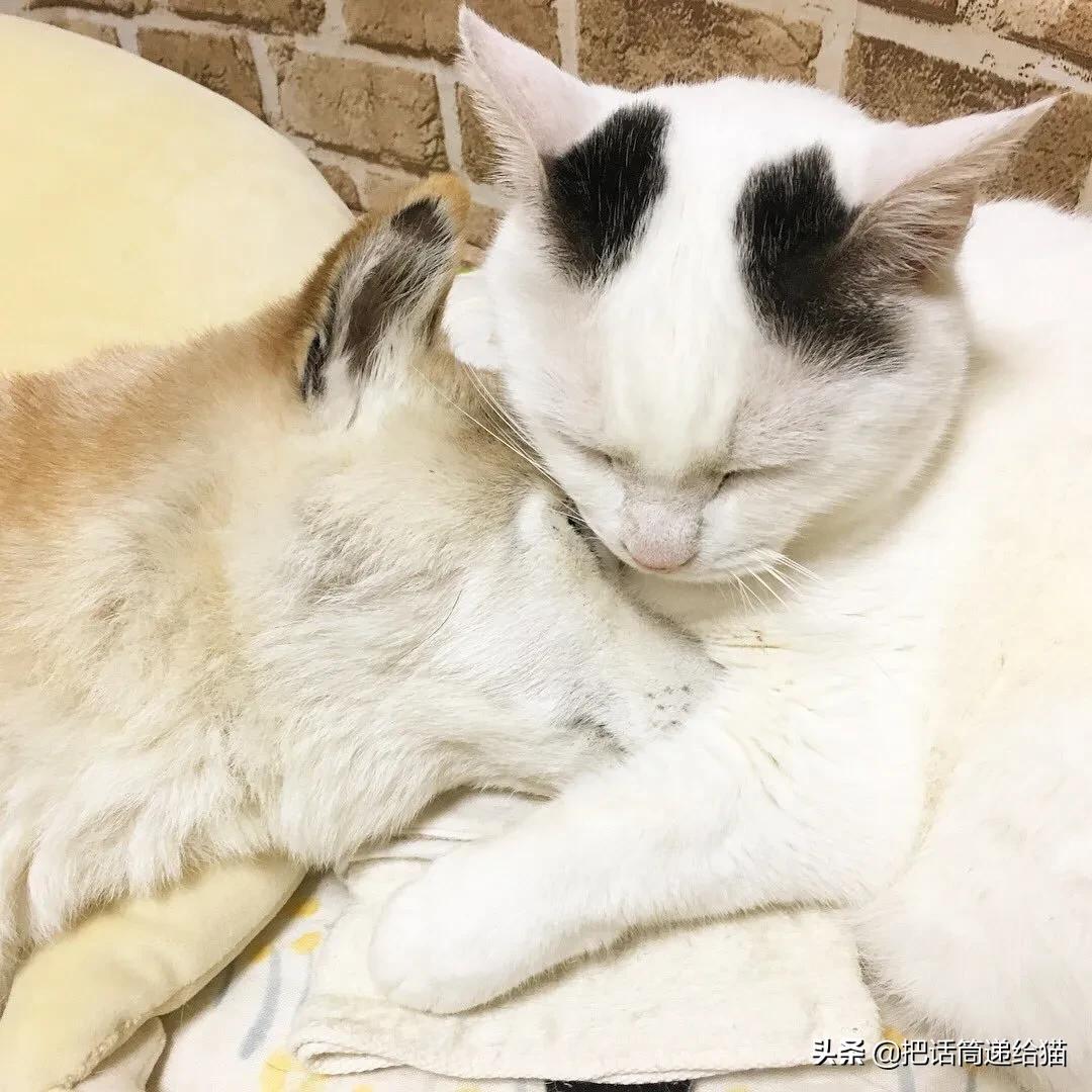 当小猫咪遇上大型犬,当小猫咪遇到大狗狗真是太温馨了