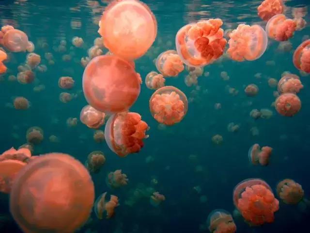 对帕劳之行的感悟,帕劳一场诗和远方的旅行