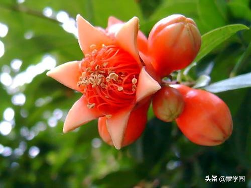 一月到十二月开什么花的诗,关于12个月份花的诗