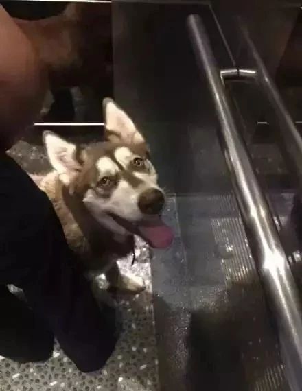 哈士奇跑进派出所,终于知道哈士奇拆家