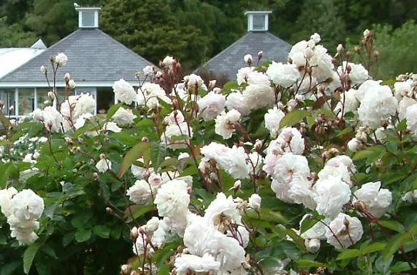 干货分享种植小技巧,混合花境设计与种植建议