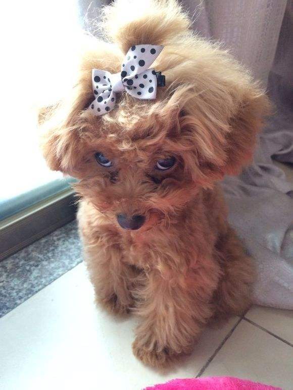 泰迪为什么喜欢在家撒尿？你真的理解过这些原因吗？