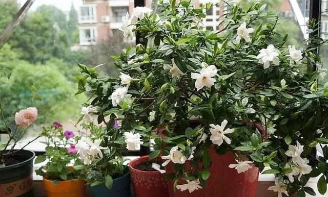 洁白无瑕的栀子花叶子却发了黄，一招防治，效果绝佳