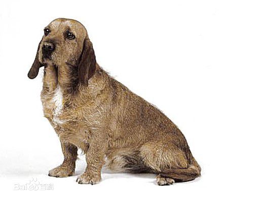 宠物狗小型犬品种排名大全及图片,性格温顺的小型犬有哪些