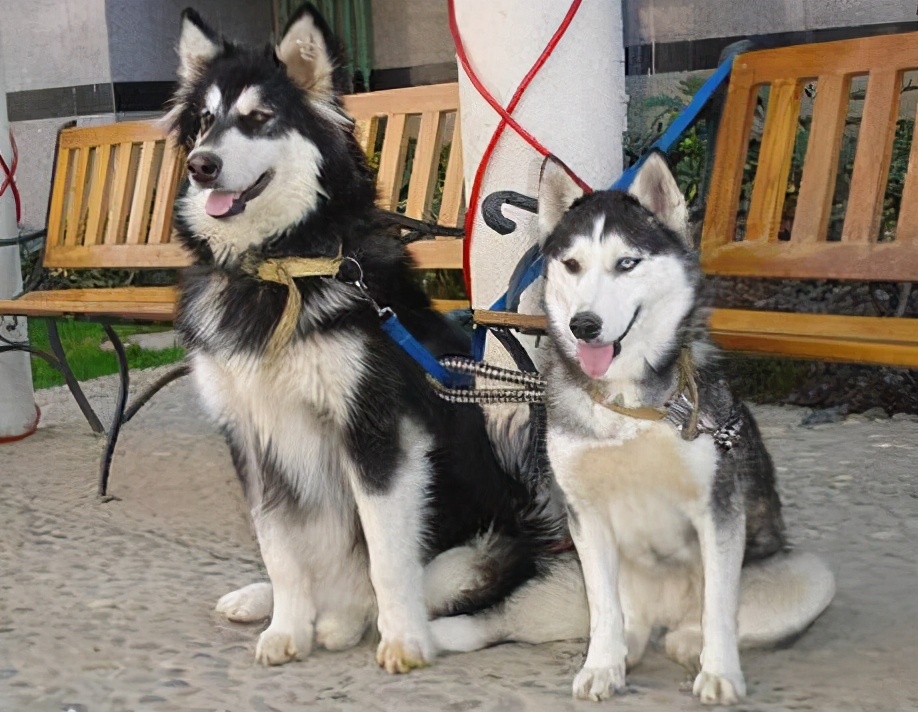 阿拉斯加犬有这几个表现，说明身上已经有很多“寄生虫”了