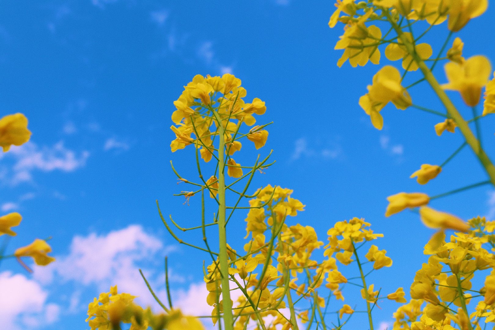 家长求助：从罗湖区公办名校，转学到民办亚迪，到底值不值？