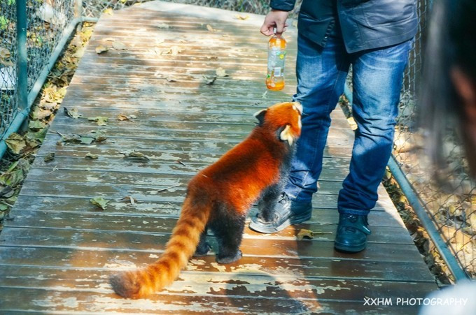 成都本地人去的最好吃的美食,中国姑娘吃成都美食