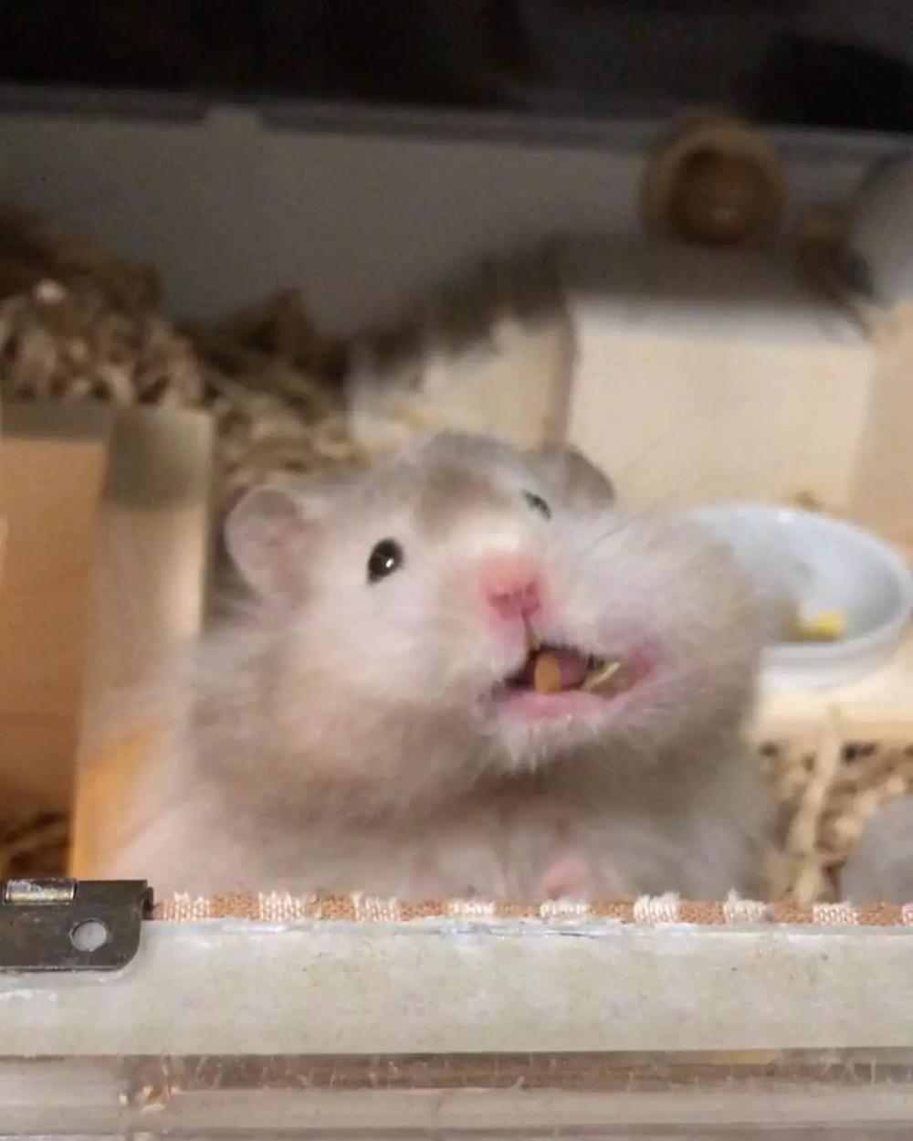 怎样治仓鼠软便,仓鼠掉毛严重怎么办