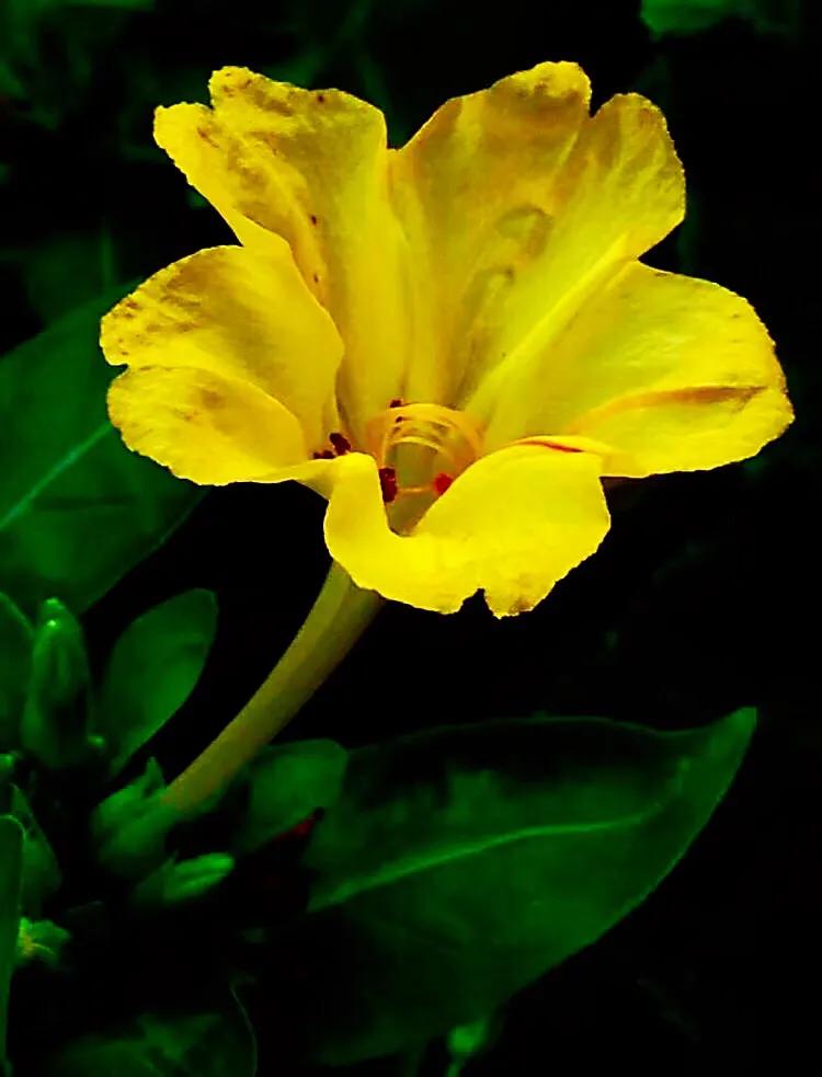 紫茉莉花色,紫茉莉的花朵有香味吗