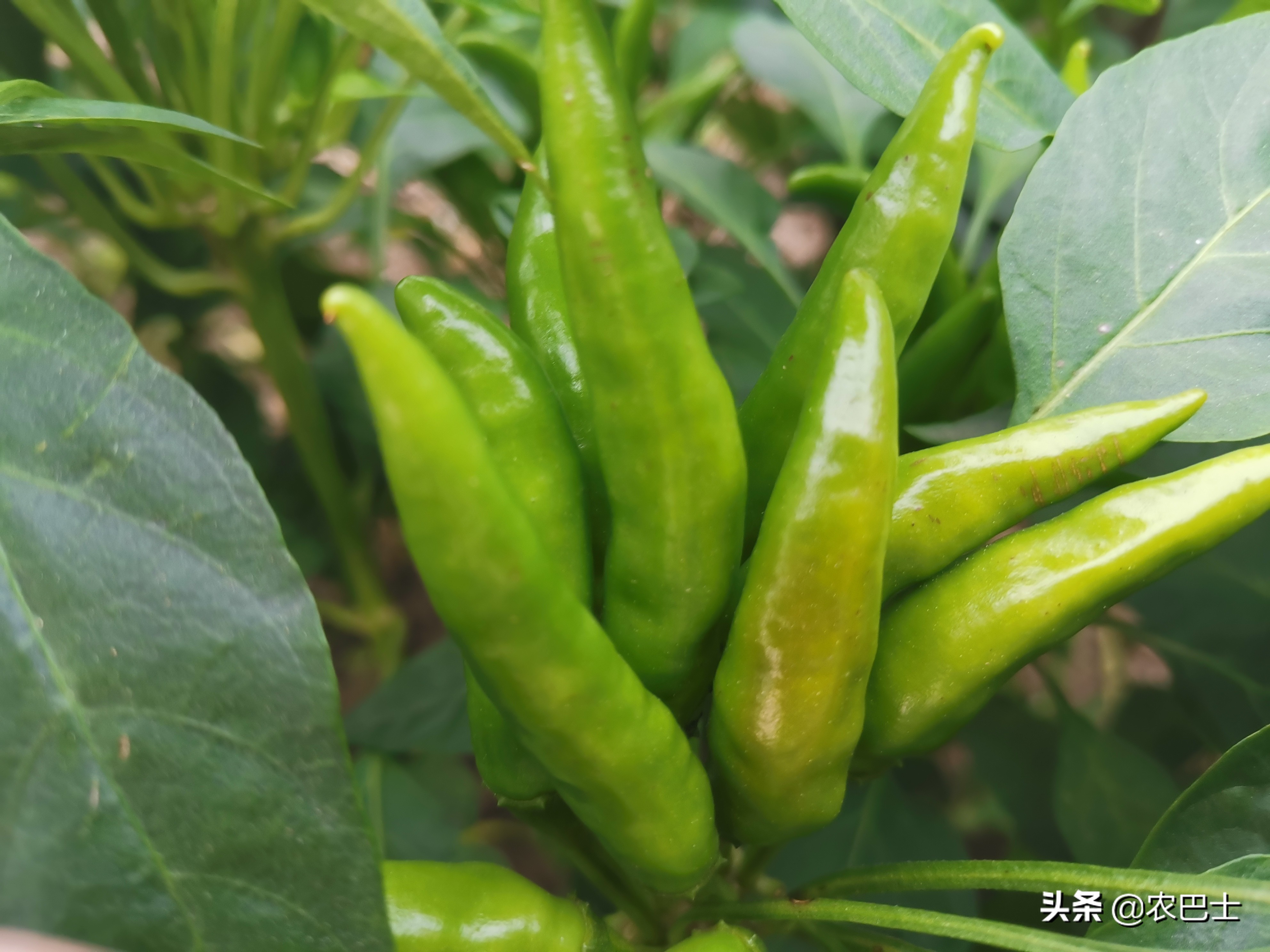 辣椒日灼病和脐腐病,朝天椒辣椒日灼病防治方法