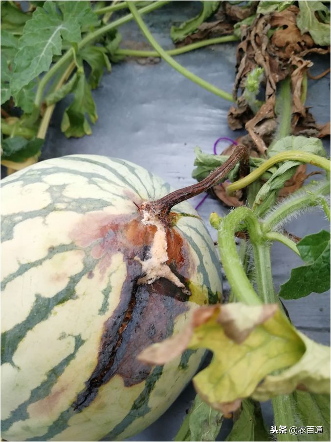 西瓜下雨之前打什么药防治病害,西瓜幼苗病害的各种症状图片