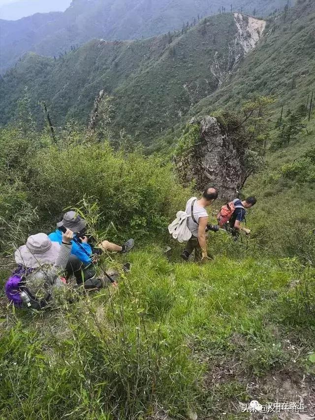 探秘汉中,汉中一村子窜入野生羚牛