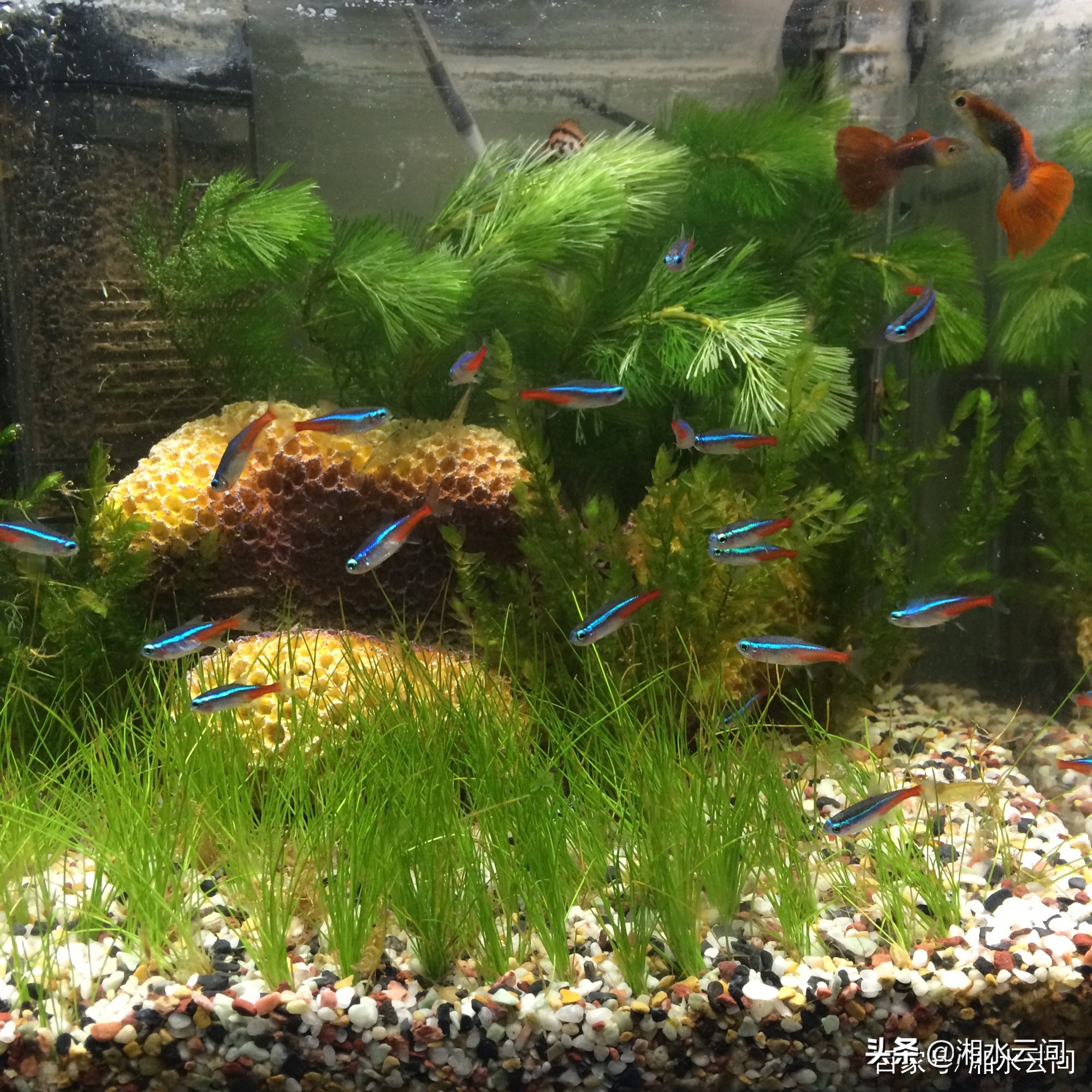 生活小帮手：怎样才能养好金鱼？