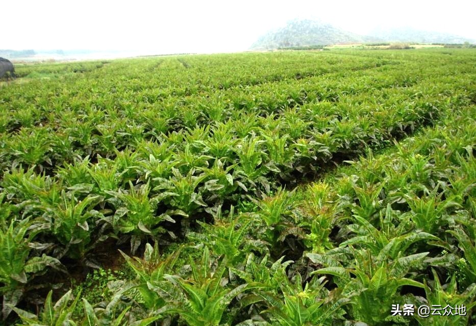 莴笋控旺什么药效果好,莴笋控旺用多效唑行吗