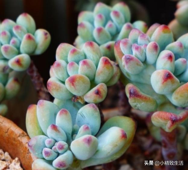 阳台养多肉怎么避免徒长,适合阳台养的多肉不容易徒长