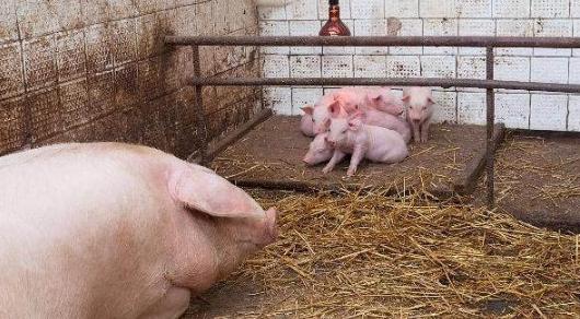 小猪死在圈舍了怎么处理,断奶小猪整窝发病死亡