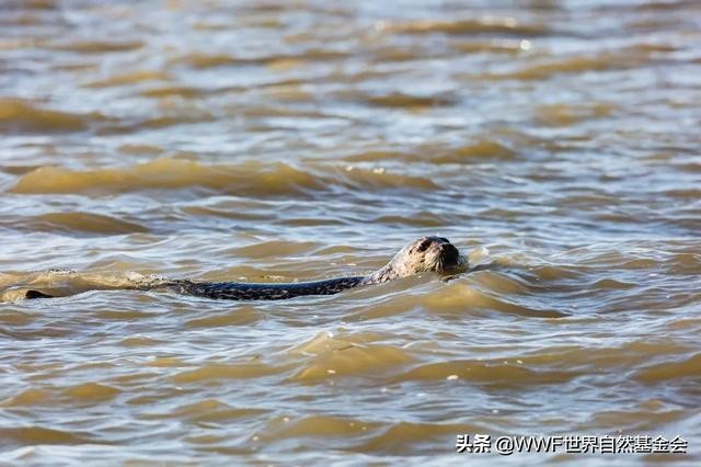 大连海兽馆,大连海兽