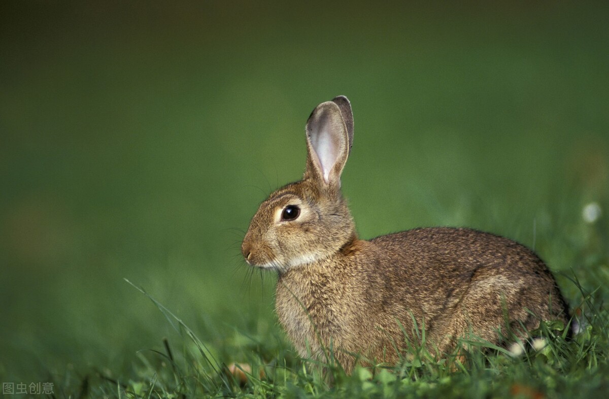 兔子嘴烂最简单的方法,兔子嘴角烂嘴快速消除小妙招