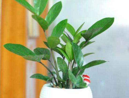 金钱树烂根了怎么急救,金钱树烂根以后怎么补救