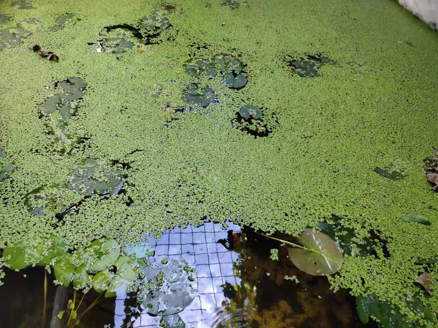 孔雀鱼一直全部待在水底没事吧,孔雀鱼有几条一直在水底下