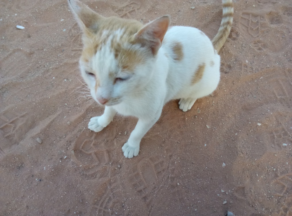 一个沙特打工仔的自述,完全不同的中东风情