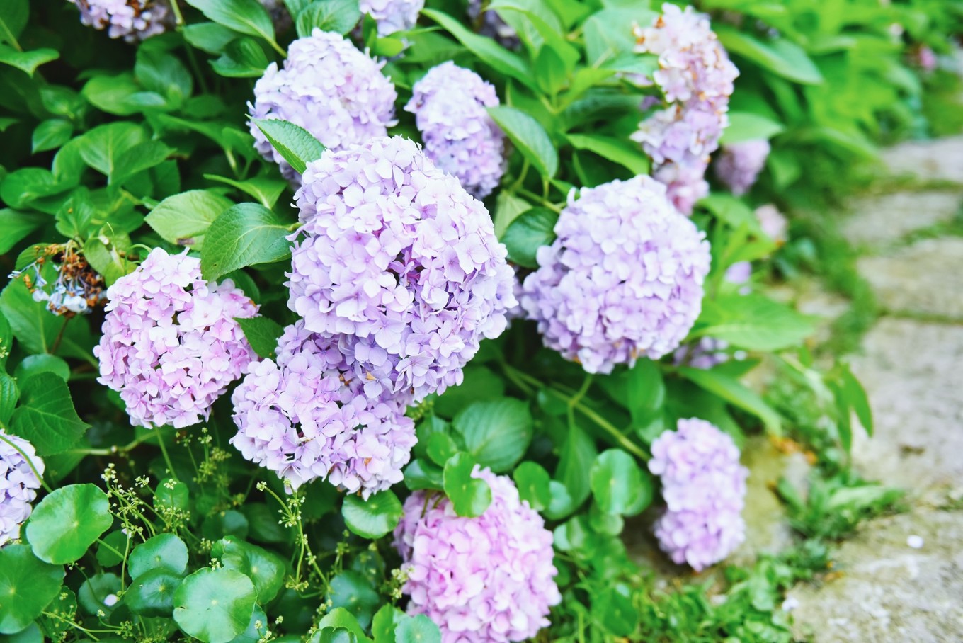 绿色世界花的海洋，在十里芳菲宠爱自己的24小时