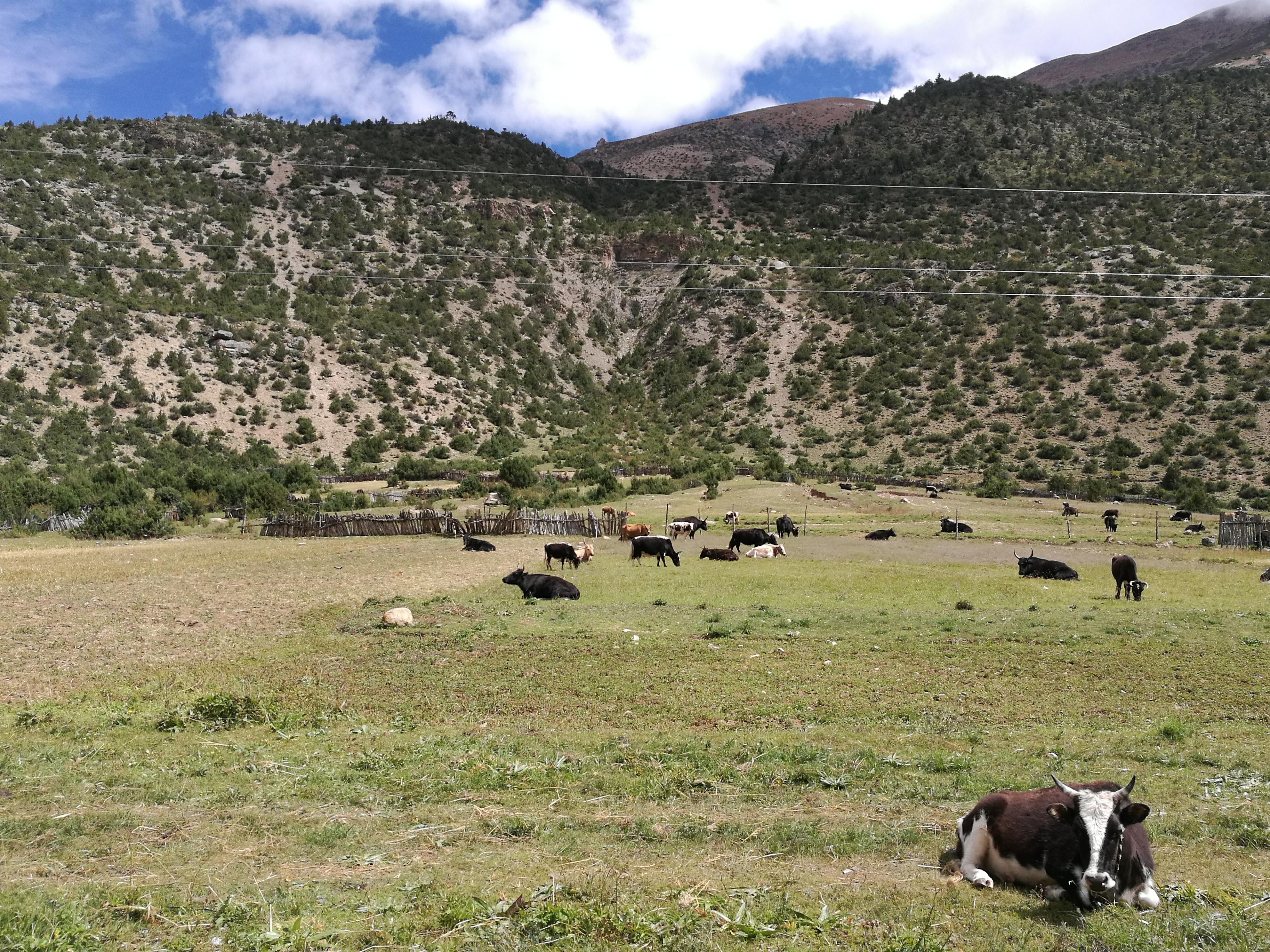 到八宿先去然乌湖还是来古冰川 (西藏阿里8天南北大环线旅游攻略)