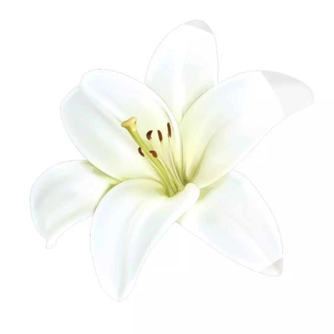 种草芦丹氏香水,铁百合芦丹氏