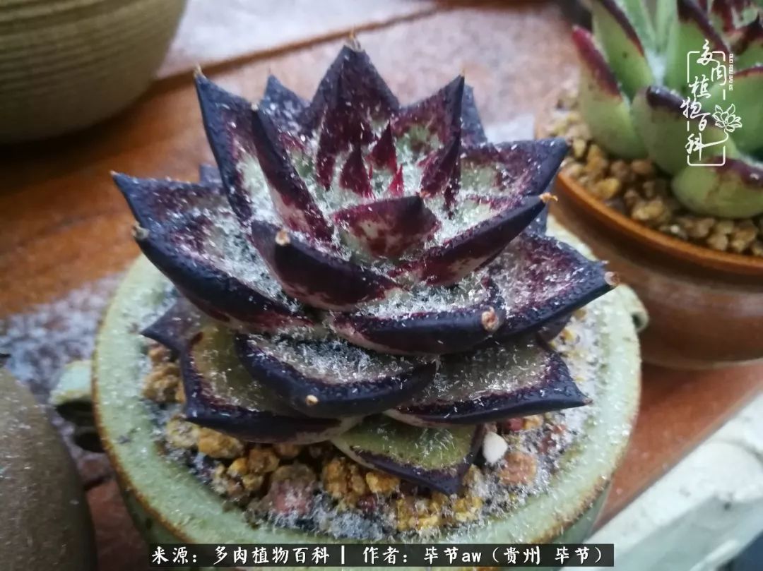 有多少次的会心一笑，全因多肉！那是一种心间流出的甜