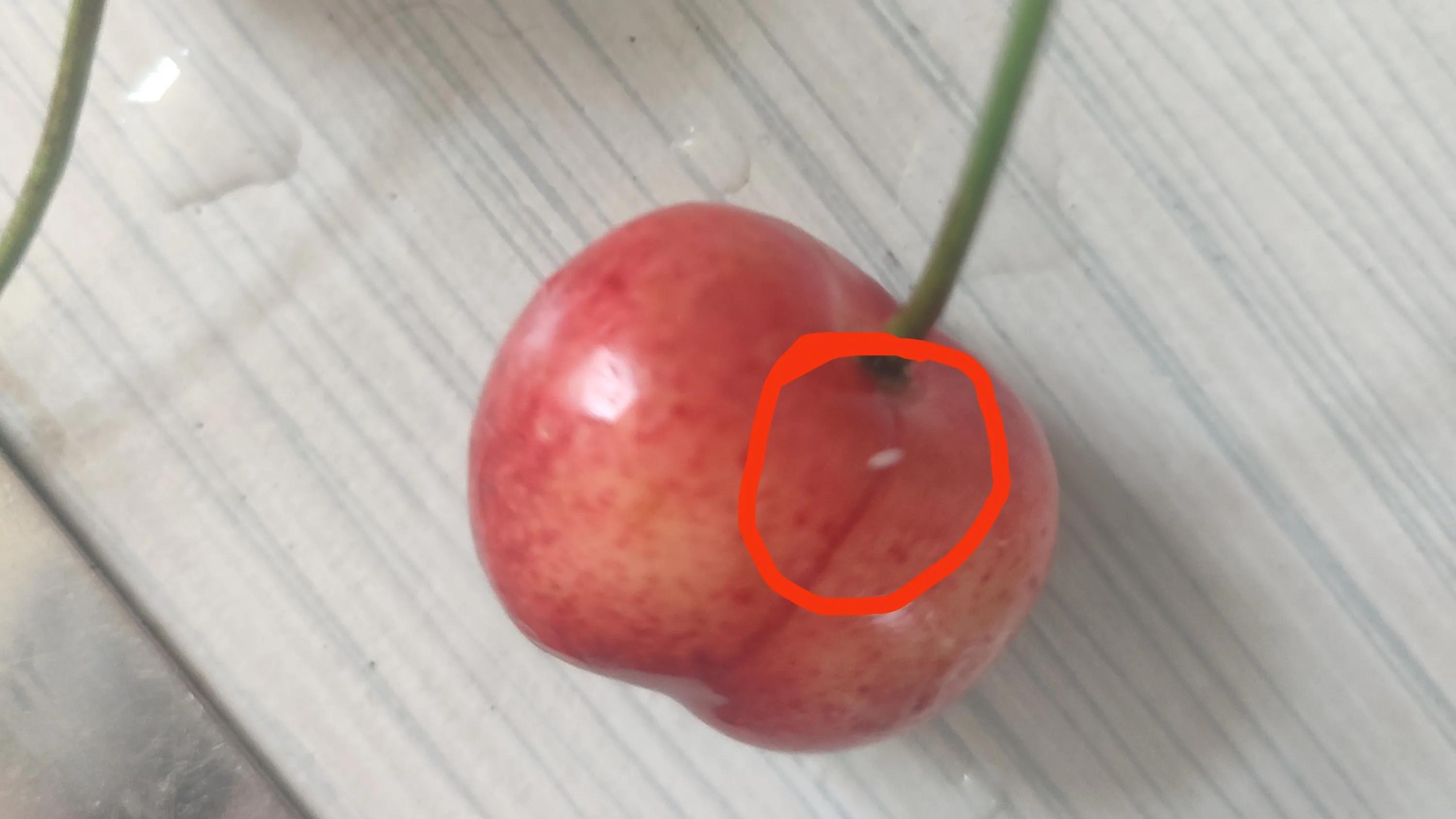 樱桃真的有虫子吗,所有的大樱桃里都有虫子吗