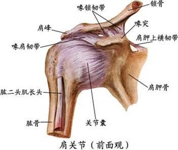 肩锁关节脱位可以做推拿吗,肩关节半脱位针灸推拿能治好吗