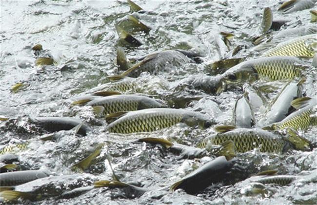 靠山吃山靠水吃水没办法,普通人如何在农村种田发家致富