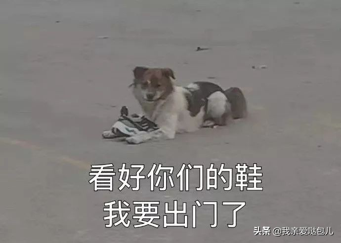 被全网通缉的狗,全网通缉的狗是谁