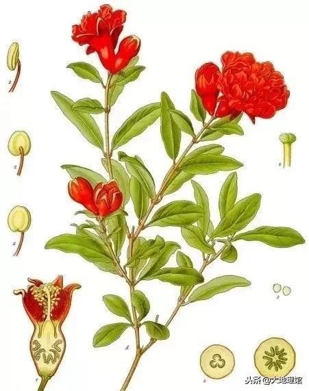 石榴早在2000多年前经过丝绸之路,石榴传奇全书