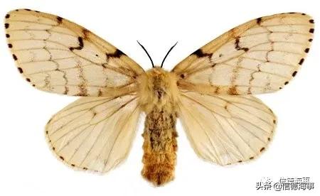 psc港口国监督的流程,psc港口检测