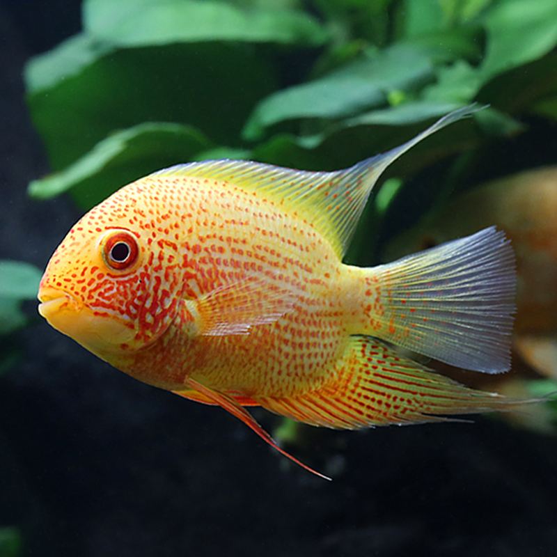 哪些观赏鱼不会伤害自己的宝宝,哪些观赏鱼不需要水草的