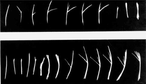 如何辨别海水鱼的公母,淡水鱼和海水鱼有什么区别