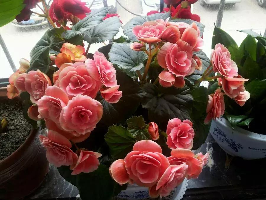 这6种花给点水就爆盆懒人必备,插枝最好养的四种花