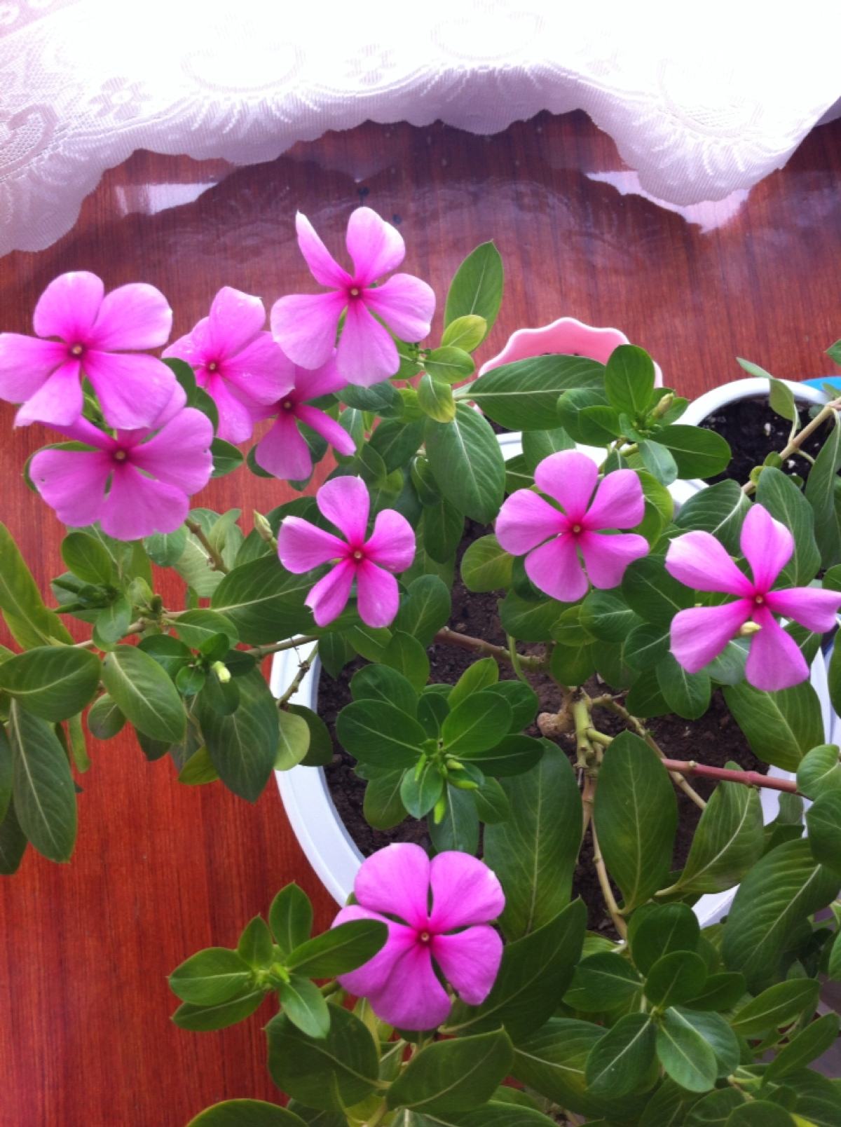 养长春花“讲究”不少，都说很好养，不注意这几点，你照样养不活